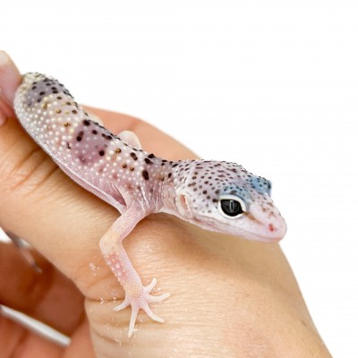 Eublepharis macularius montanus - Gecko léopard