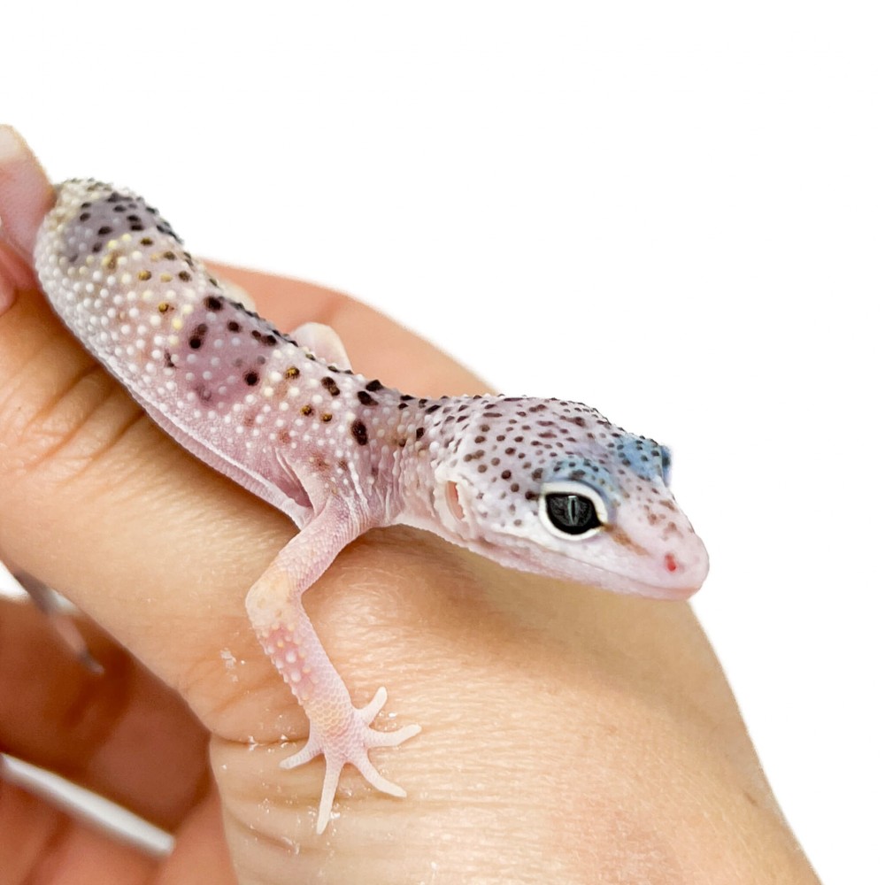 Eublepharis macularius montanus - Gecko léopard Eublepharis macularius montanus - Gecko léopard