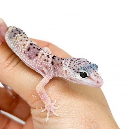 Eublepharis macularius montanus - Gecko léopard