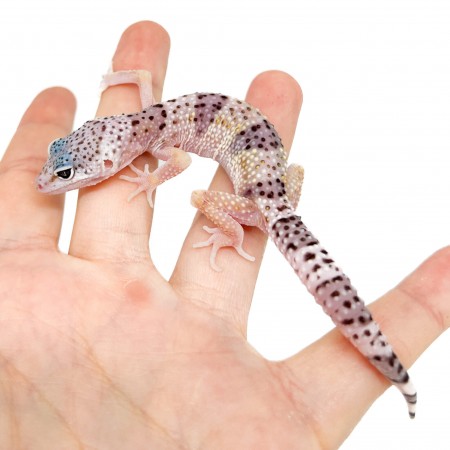 Eublepharis macularius montanus - Gecko léopard