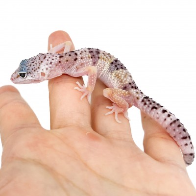 Eublepharis macularius montanus - Gecko léopard