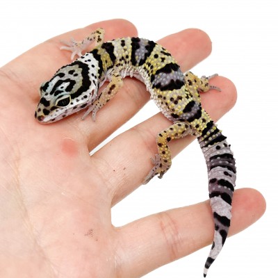 Eublepharis macularius afghanicus - Gecko léopard