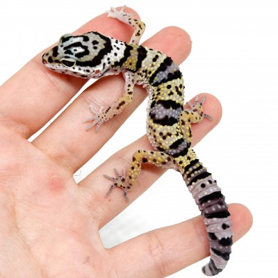 Eublepharis macularius afghanicus - Gecko léopard