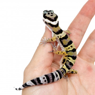 Eublepharis macularius afghanicus - Gecko léopard