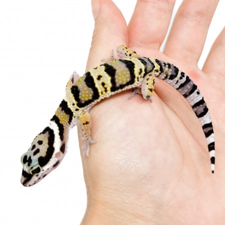 Eublepharis macularius afghanicus - Gecko léopard