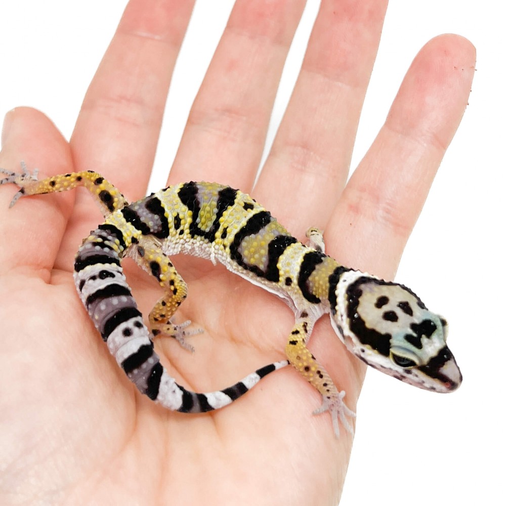 Eublepharis macularius afghanicus - Gecko léopard Eublepharis macularius afghanicus - Gecko léopard
