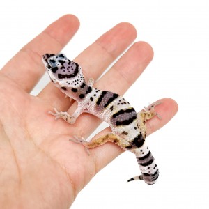 Eublepharis macularius...