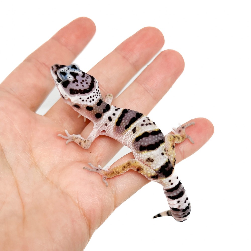 Eublepharis macularius macularius F2 - Gecko léopard