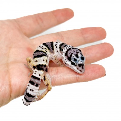 Eublepharis macularius macularius F2 - Gecko léopard