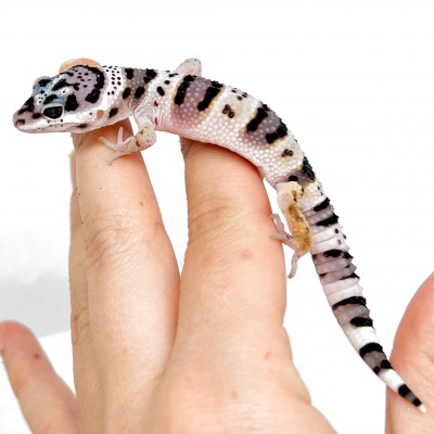 Eublepharis macularius macularius F2 - Gecko léopard