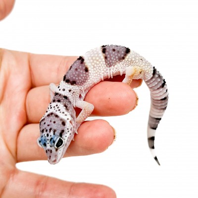 Eublepharis macularius macularius F2 - Gecko léopard