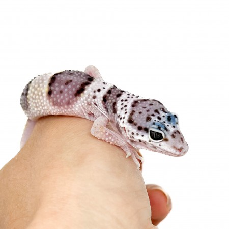 Eublepharis macularius macularius F2 - Gecko léopard