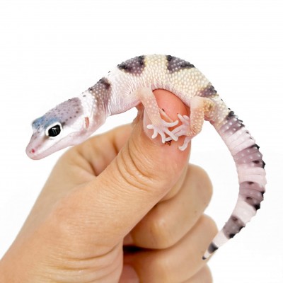 Eublepharis macularius macularius F2 - Gecko léopard