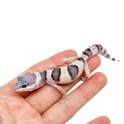 Eublepharis macularius macularius F2 - Gecko léopard