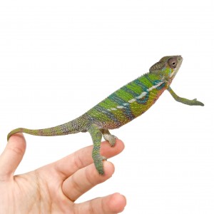 Furcifer pardalis "Ambilobe...