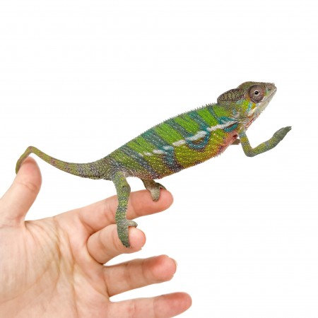 Furcifer pardalis "Ambilobe yellow form" Juvéniles - Caméléon panthère