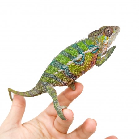 Furcifer pardalis "Ambilobe yellow form" Juvéniles - Caméléon panthère