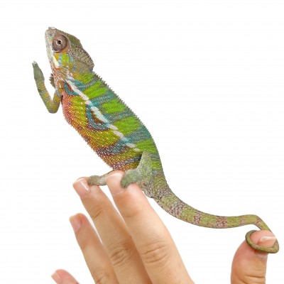 Furcifer pardalis "Ambilobe yellow form" Juvéniles - Caméléon panthère