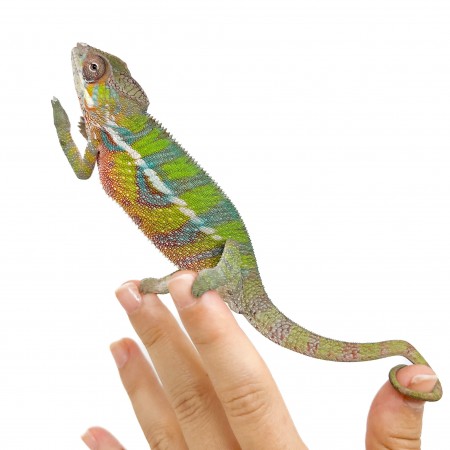 Furcifer pardalis "Ambilobe yellow form" Juvéniles - Caméléon panthère