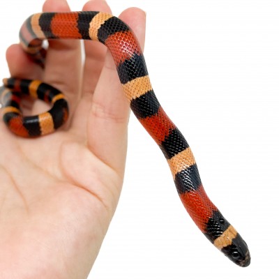 Lampropeltis polyzona (triangulum campbelli) "Apricot" - Faux-corail