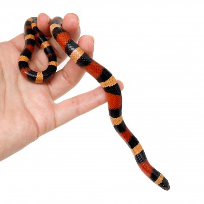 Lampropeltis polyzona (triangulum campbelli) "Apricot" - Faux-corail
