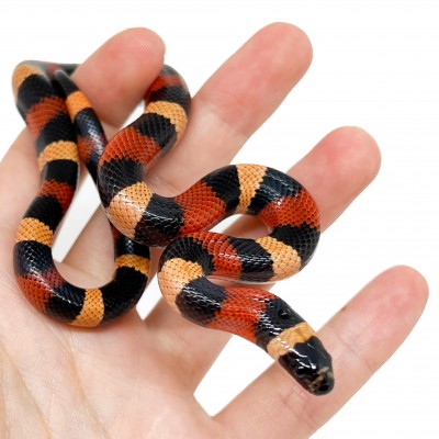 Lampropeltis polyzona (triangulum campbelli) "Apricot" - Faux-corail