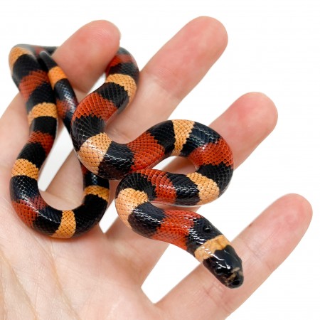 Lampropeltis polyzona (triangulum campbelli) "Apricot" - Faux-corail