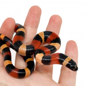 Lampropeltis polyzona...