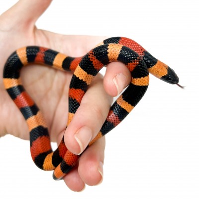 Lampropeltis polyzona (triangulum campbelli) "Apricot Halloween" - Faux-corail