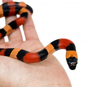 Lampropeltis polyzona...
