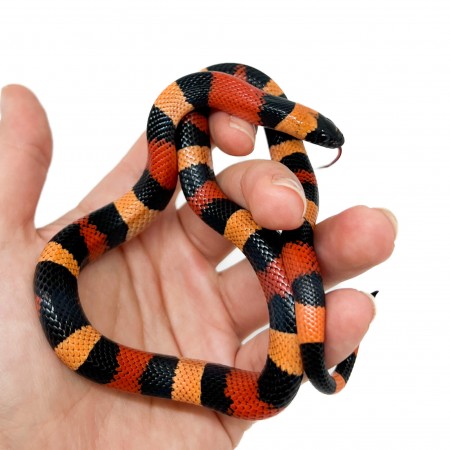 Lampropeltis polyzona (triangulum campbelli) "Apricot Halloween" - Faux-corail
