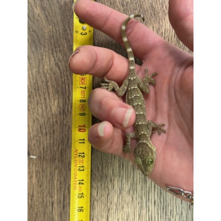 Gekko smithii - Gecko géant de Malaisie
