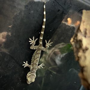 Gekko smithii - Gecko géant...