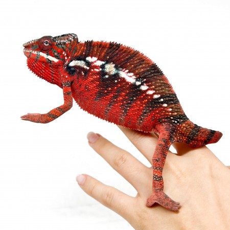 Furcifer pardalis "Ambilobe " - Caméléon panthère