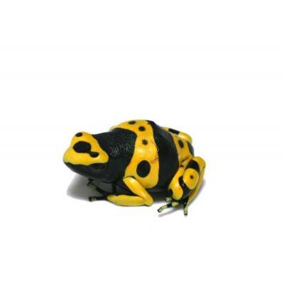 Dendrobates leucomelas - Grenouille jaguar Dendrobates leucomelas - Grenouille jaguar