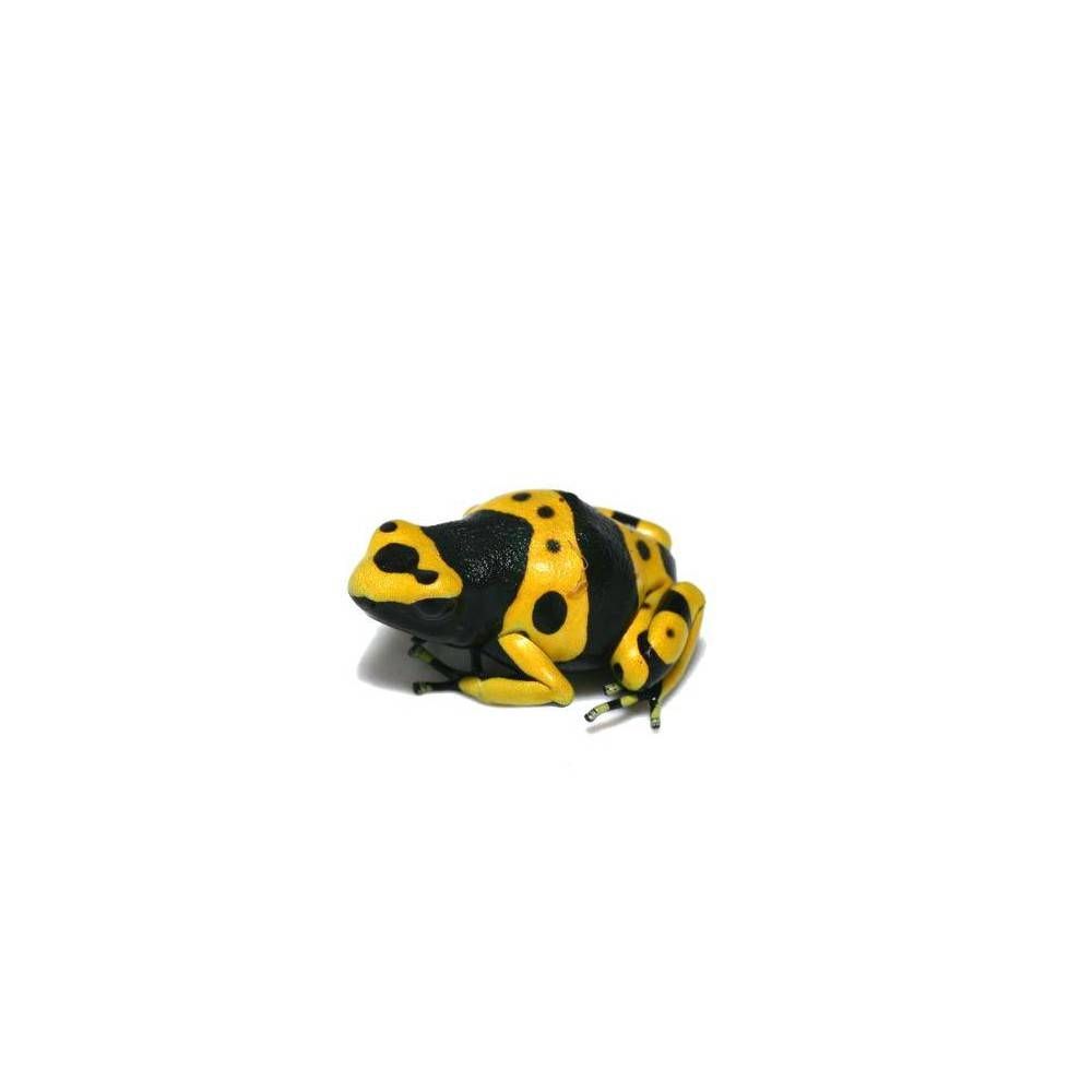 Dendrobates leucomelas - Grenouille jaguar Dendrobates leucomelas - Grenouille jaguar