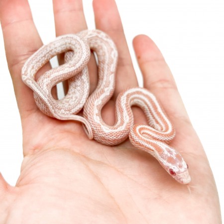 Pantherophis guttatus "Peppermint Tessera" - Serpent des blés