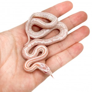 Pantherophis guttatus...