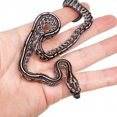 Pantherophis guttatus "Miami Tessera" - Serpent des blés
