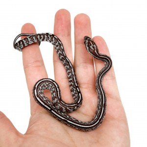 Pantherophis guttatus...