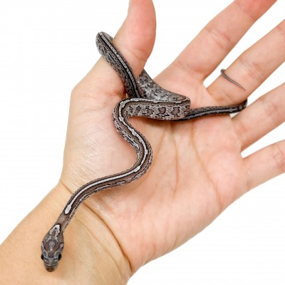 Pantherophis guttatus "Charcoal Tessera" - Serpent des blés