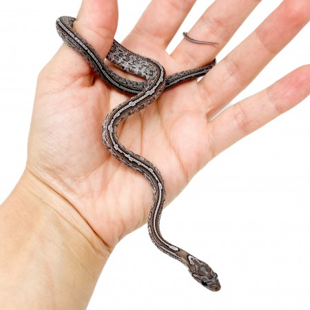 Pantherophis guttatus "Charcoal Tessera" - Serpent des blés