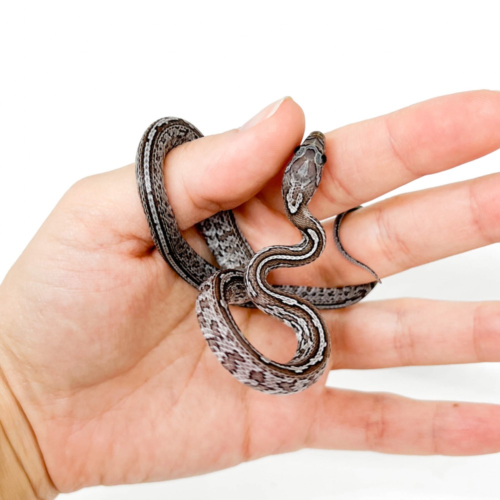 Pantherophis guttatus "Charcoal Tessera" - Serpent des blés