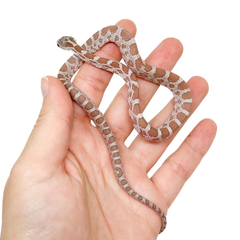 Pantherophis guttatus "Hypo Cinder" - Serpent des blés
