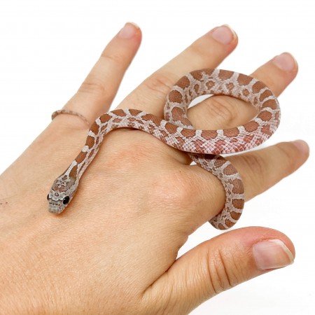 Pantherophis guttatus "Hypo Cinder" - Serpent des blés