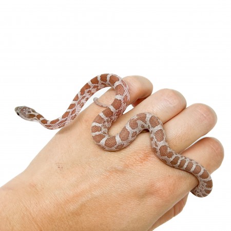 Pantherophis guttatus "Hypo Cinder" - Serpent des blés