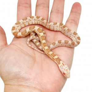 Pantherophis guttatus...