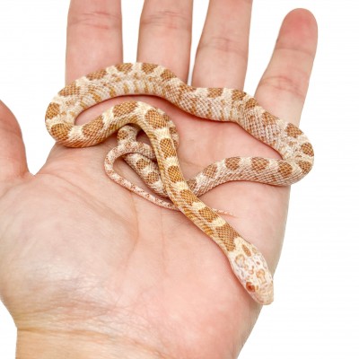 Pantherophis guttatus "Saffran" - Serpent des blés