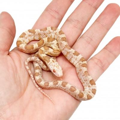 Pantherophis guttatus "Saffran" - Serpent des blés