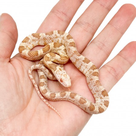 Pantherophis guttatus "Saffran" - Serpent des blés